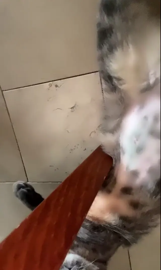 Serpil C Premi̇um☝️+ Normal ☝️ — Türk ifşa · sahne 3